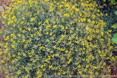 1190 S.Bartolomé-Arteara(Corazoncillo plateado) 1190 S.Bartolomé-Arteara(Corazoncillo plateado)