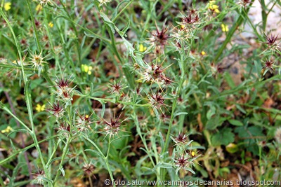 1201 S.Bartolomé-Arteara(Abrepuños) 1201 S.Bartolomé-Arteara(Abrepuños)