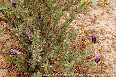 1308 Hoya Pineda-Gáldar(Lavanda) 1308 Hoya Pineda-Gáldar(Lavanda)
