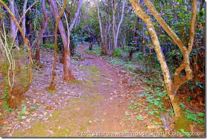 2000 Bosque Faya-Brezal 2000 Bosque Faya-Brezal