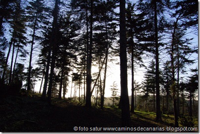 2036 Bosque Faya-Brezal 2036 Bosque Faya-Brezal