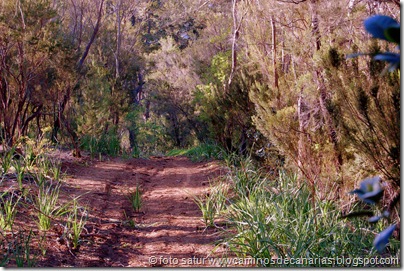 2028 Bosque Faya-Brezal 2028 Bosque Faya-Brezal