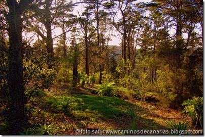 2032 Bosque Faya-Brezal 2032 Bosque Faya-Brezal