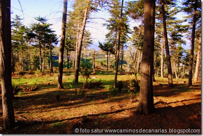 2012 Bosque Faya-Brezal 2012 Bosque Faya-Brezal