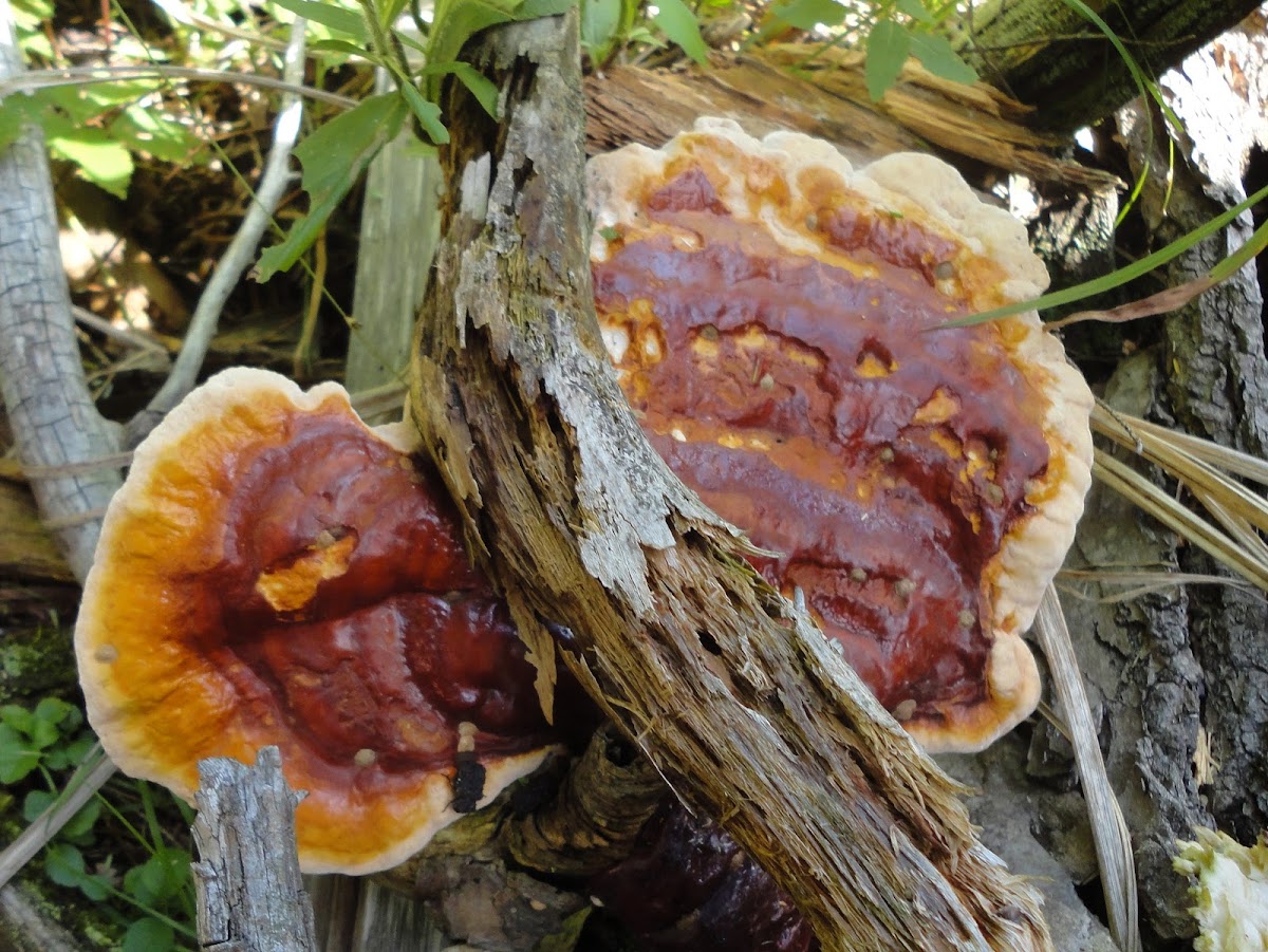 Reishi