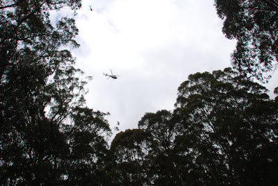 A helicopter searching in the bush near Mt Sabine Road