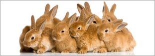 group of bunnies