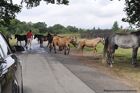 cavalli selvaggi attraversano la stradaDSC_0883