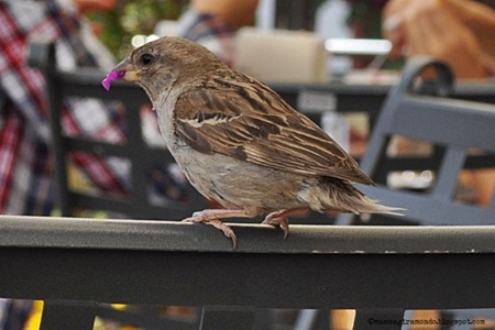 uccellino al caffè in Piazza a ortiseiDSC_0539