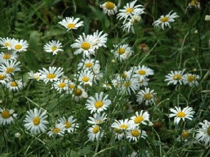 選択した画像 綿毛 植物 春 296176-綿毛 植物 春