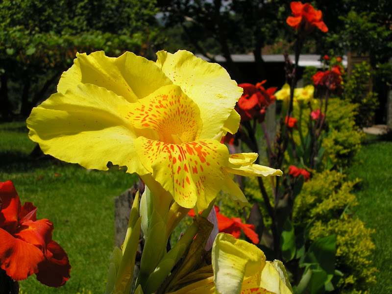 Flor%20amarela.JPG