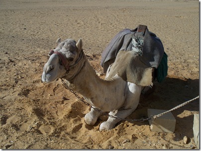 12-29-2009 013 Dashur - camel