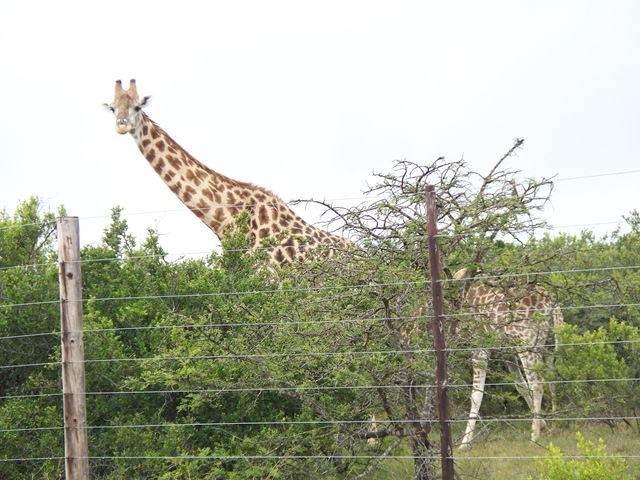 [12-04-2009 020 Giraffes along highway[4].jpg]