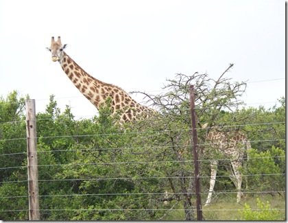 12-04-2009 020 Giraffes along highway