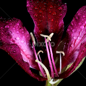 Flower... by Ramakant Sharda - Flowers Single Flower