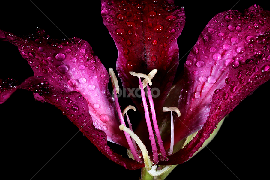 Flower... by Ramakant Sharda - Flowers Single Flower