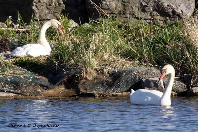 IMG_7827 Mating Swans