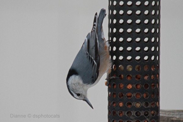 IMG_1859_White-Breasted Nuthatch