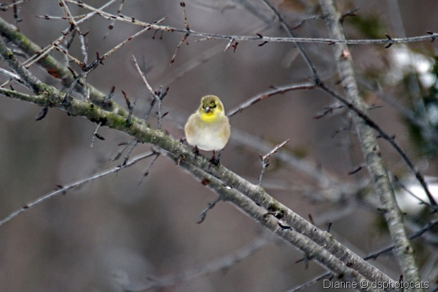 [IMG_1827 Little Yellow Bird.jpg]