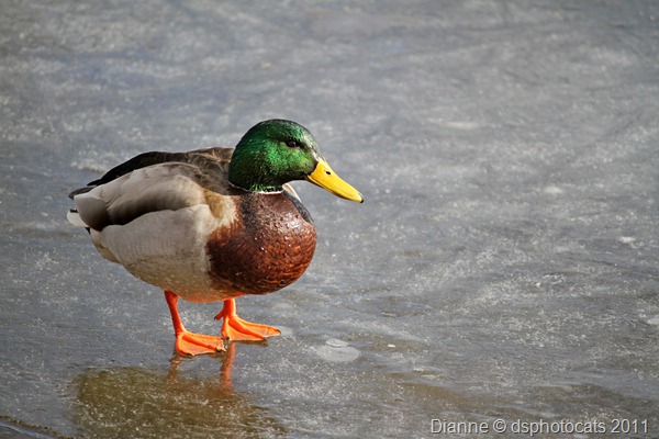 IMG_2172 Male Mallard