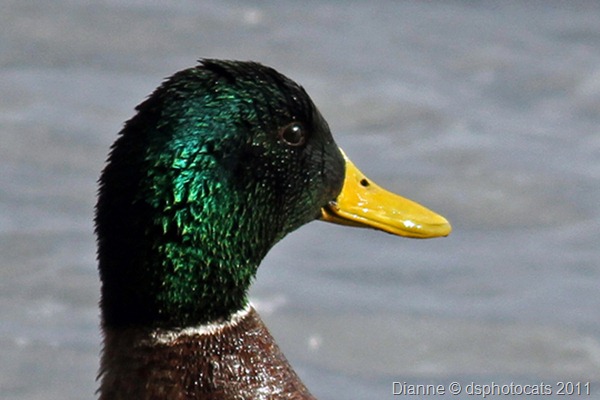 IMG_2168 Male Mallard Port 8x