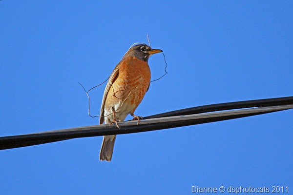 IMG_2640 Bird On A Wire