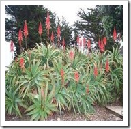 Aloe arbovscens
