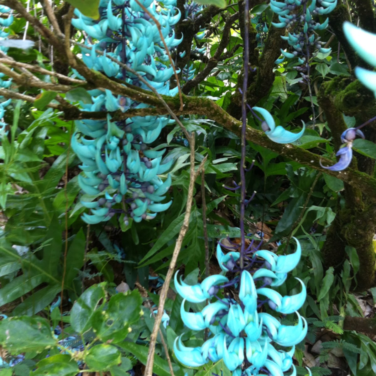 Blue jade vine