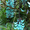 Blue jade vine