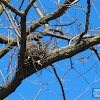 Bird Nest (signs of wildlife)