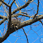 Bird Nest (signs of wildlife)