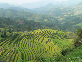 Riz Et Riziculture Entre Deux Eaux