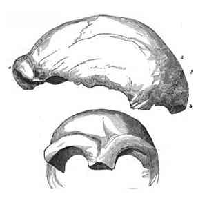 Neanderthal Cranium