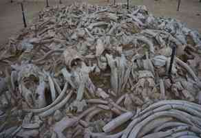 The dugong bone mound of Akab, Umm al-Quwain