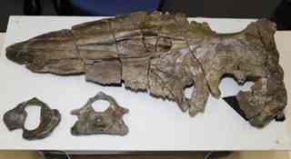 Whale of a draw: The whale fossil Jomo Kujira (Jomo Whale) unearthed from an 11 million-year-old stratum in Takasaki, Gunma Prefecture, will be displayed at the Gunma Museum of Natural History in Tomioka from Saturday [ KYODO PHOTO]