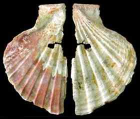 Neanderthal Jewellery