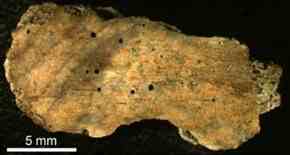 This 30 million year old rib fragment of a whale shows the circular boreholes (diameter: 0,5 mm) made by Osedax.