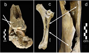 Spiral fractures and conchoidal percussion on otherwise unmodifed elements from Ayers Pond. Source: Kenady et al. in press (2010)