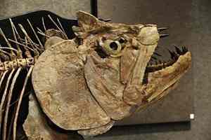 A detail of a giant predatory prehistoric fish. A mass extinction of prehistoric fish some 360 million years ago cleared the path for the evolution of modern vertebrates, a study published Monday has found