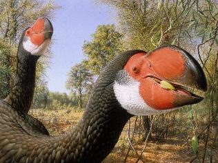 [439912-illustration-by-peter-trusler-of-genyornis[5].jpg]