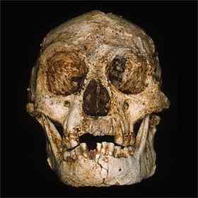 LB1, the Homo floresiensis type specimen, found at a depth of 5.9m in the limestone cave of Liang Bua on Flores, Indonesia.