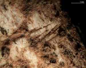 Scar marks on extinct cave lion bones (pictured) suggest that early humans hunted and ate the predator.