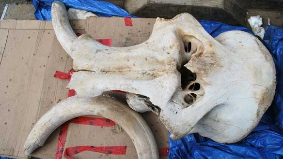 [north-yukon-mammoth100614[6].jpg]