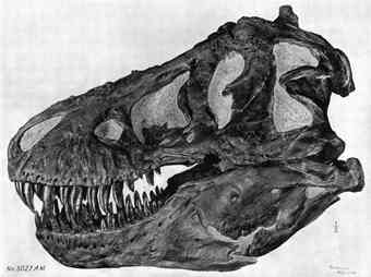Complete Tyrannosaurus Rex Skull