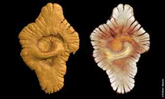 Paleontologists used X-ray tomography to virtually reconstruct the outer form, left, and inner structure of the fossil specimens. 