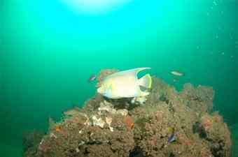 A queen fish swims near the Brass Wreck off the coast of Pensacola, Fla. Not just flora and fauna are getting caked in oil from the Deepwater Horizon spill: So too is the Gulf of Mexico's barnacled history of pirates, sea battles and World War II shipwrecks.