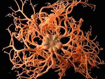 Basket star