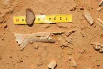 Skeletal remains from the site in Faiyum