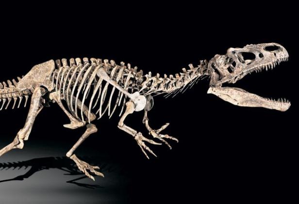 [p26-allosaur_419328s[5].jpg]