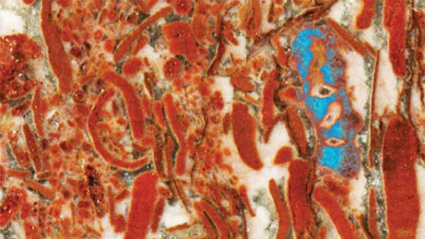 [sponge-fossil-100817-02_604x341[5].jpg]